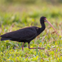 Bare-faced Ibis